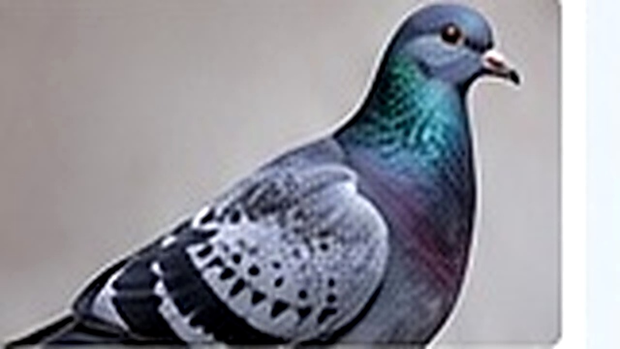 Bird Control pest control in West London